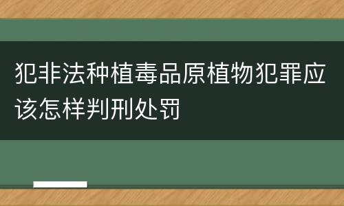 犯非法种植毒品原植物犯罪应该怎样判刑处罚